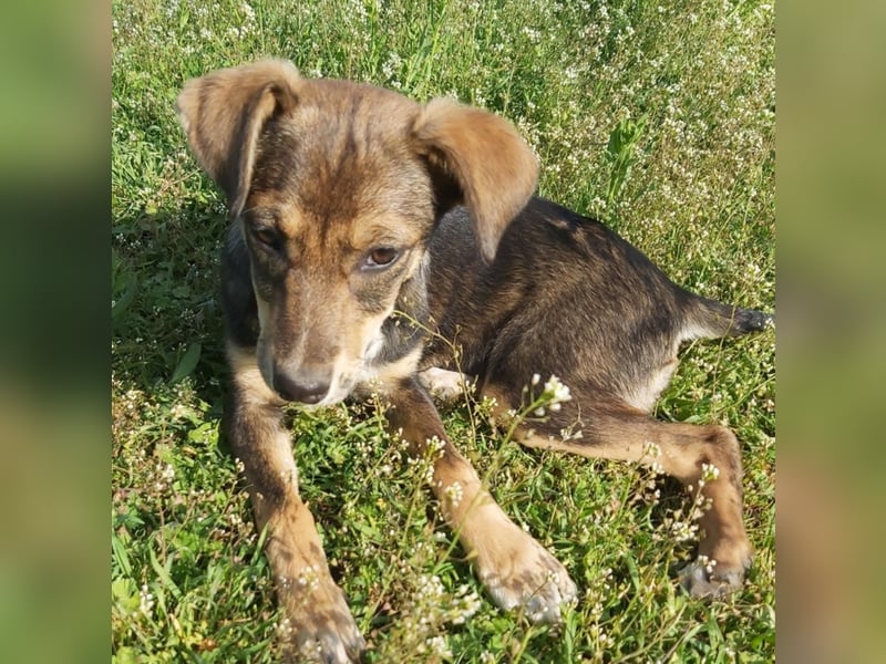 kleine Hundedame Bella