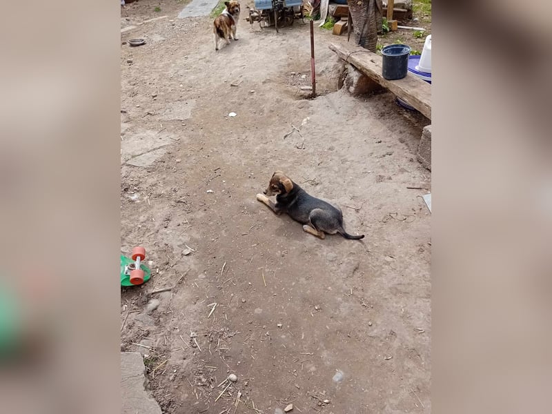 kleine Hundedame Bella
