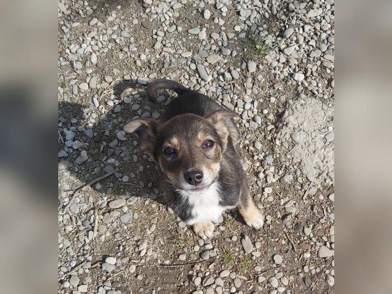 kleine Hundedame Bella