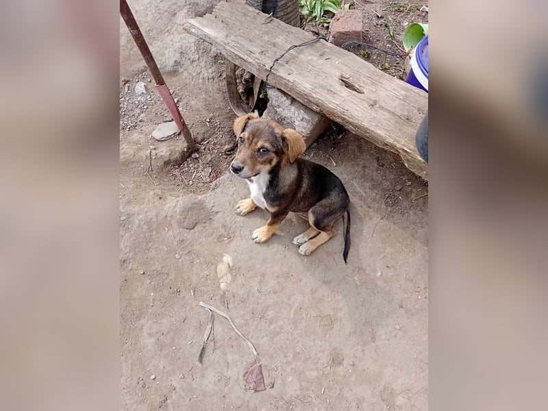 kleine Hundedame Bella