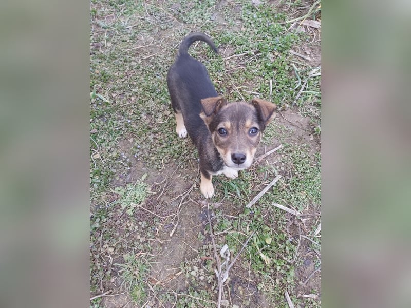 kleine Hundedame Bella