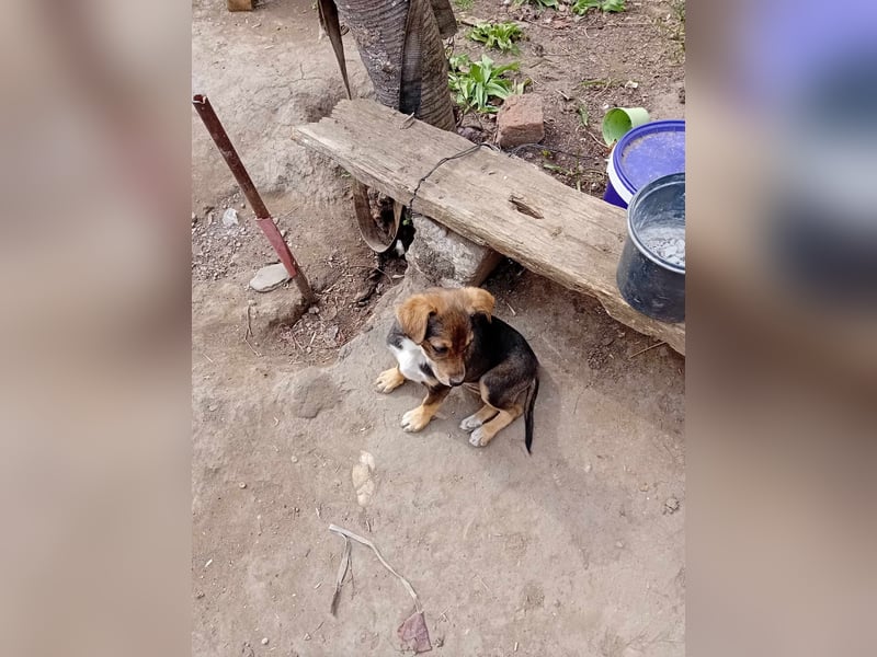 kleine Hundedame Bella