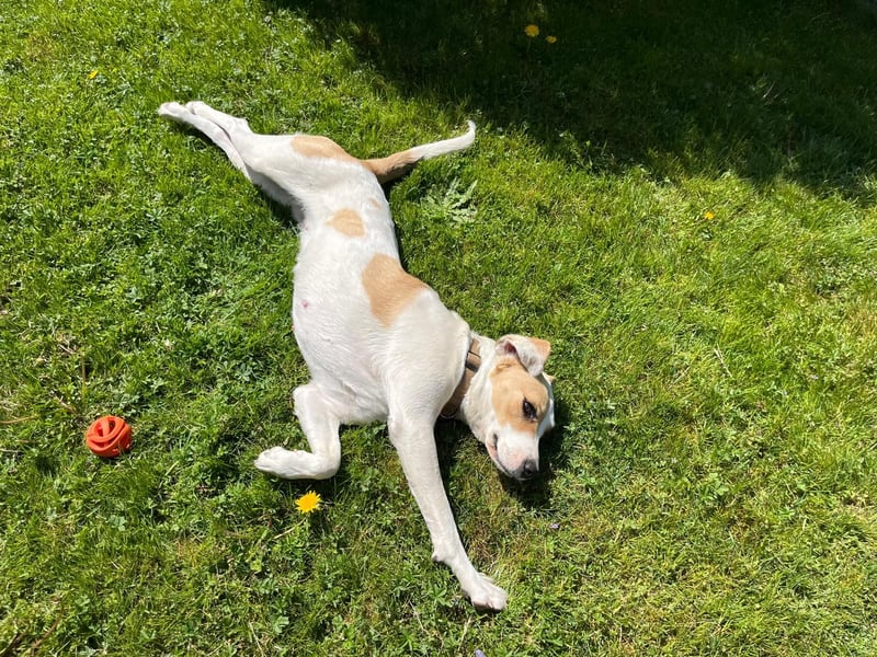 ELLA