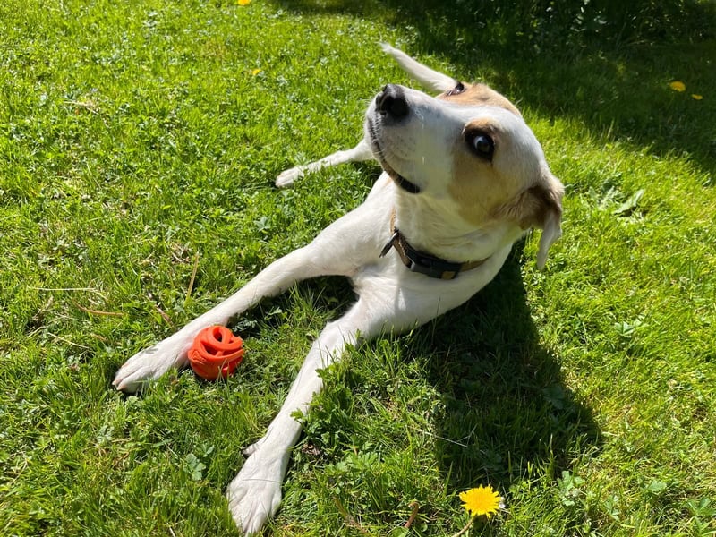 ELLA