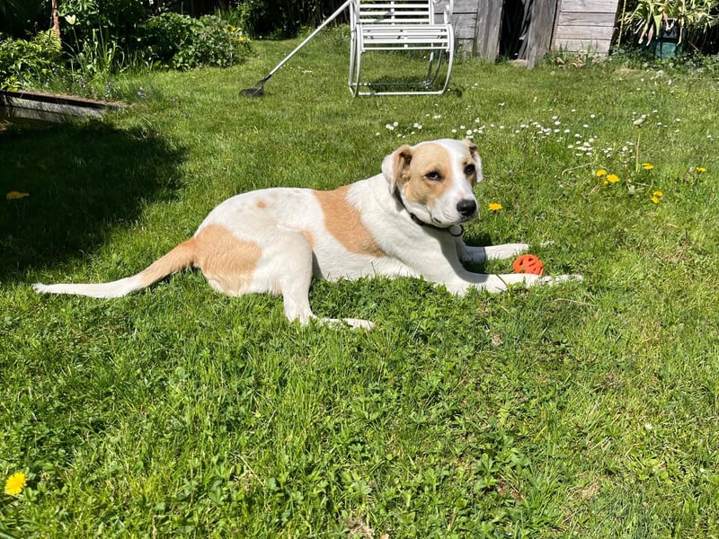 ELLA