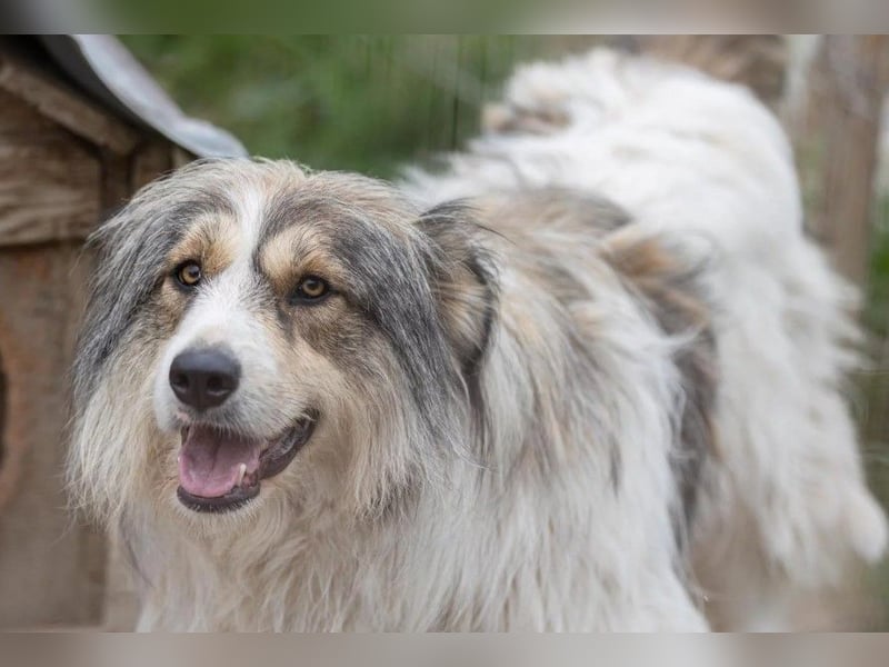 Fröhliche Lucy sucht ihr Zuhause