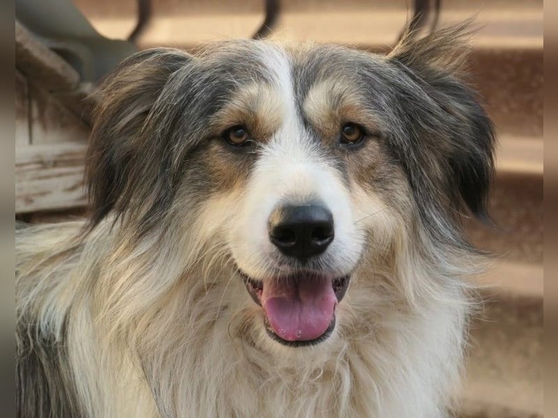 Fröhliche Lucy sucht ihr Zuhause