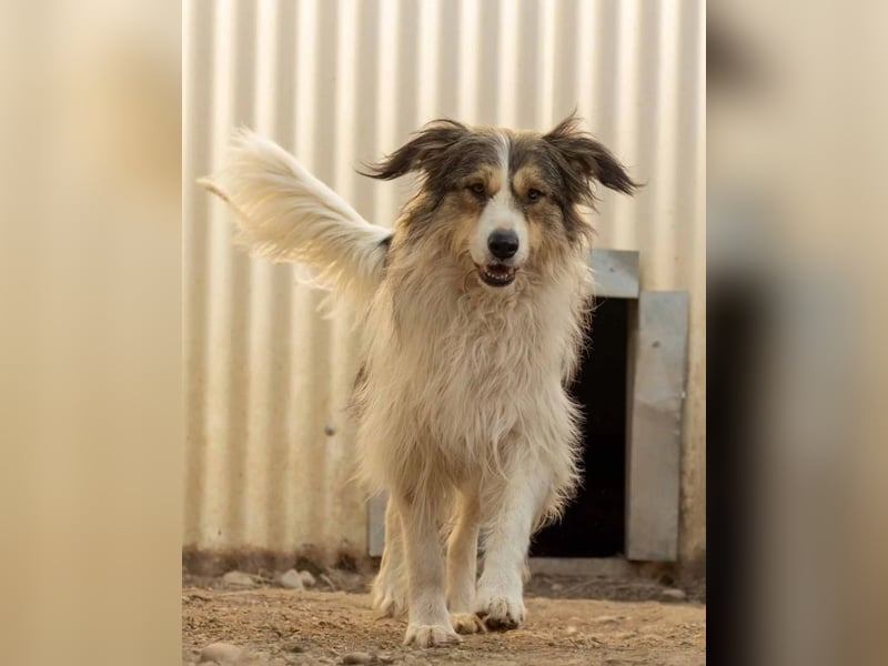 Fröhliche Lucy sucht ihr Zuhause