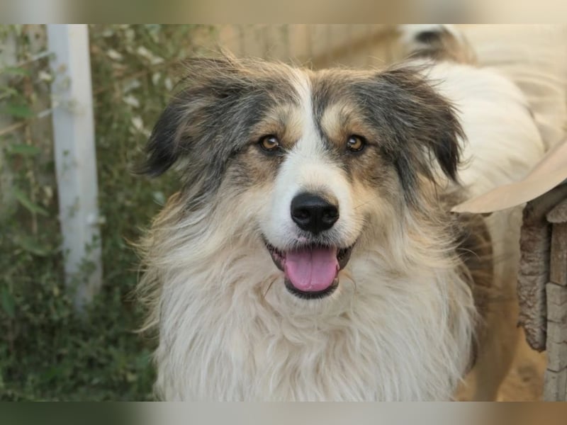 Fröhliche Lucy sucht ihr Zuhause