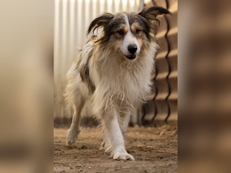 Fröhliche Lucy sucht ihr Zuhause