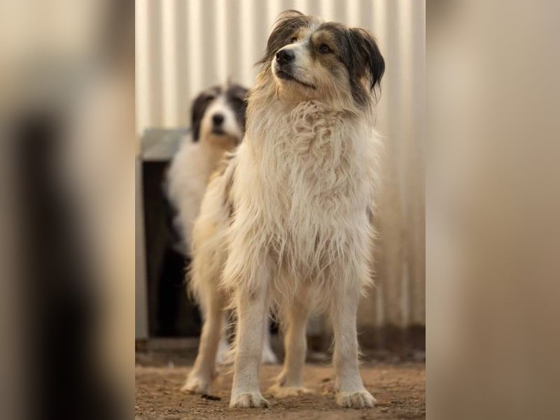 Fröhliche Lucy sucht ihr Zuhause