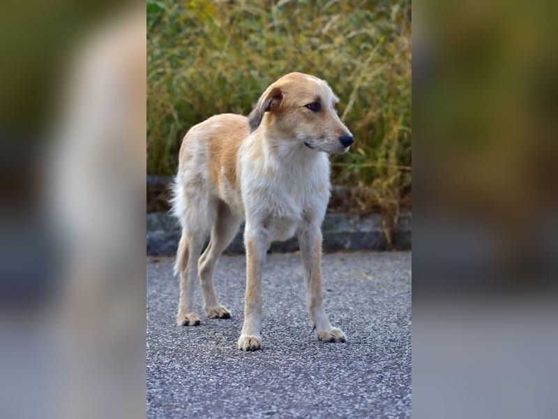 Chara sucht ihre Menschen