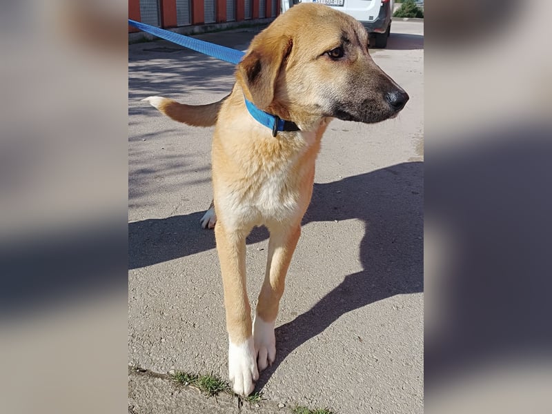Petunia Kangal Mischling Hündin Junghund sucht Zuhause oder Pflegestelle