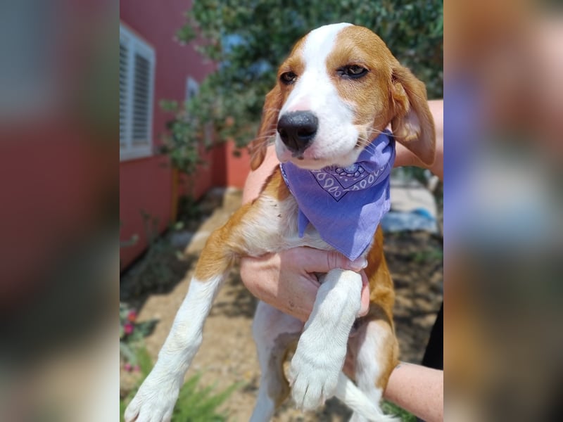 Coralina Welpe Jagdhund Mischling Hündin Junghund sucht Zuhause oder Pflegestelle