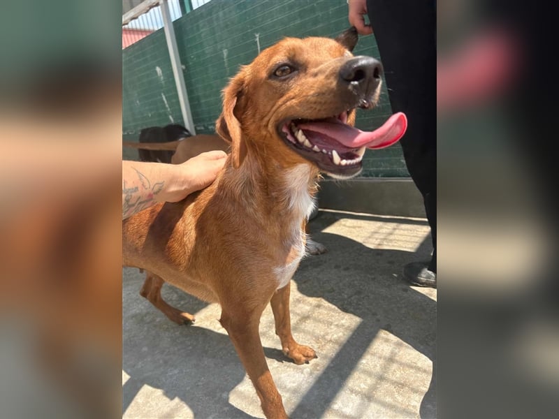 Lara Mischlingshund Mischling Hündin sucht Zuhause oder Pflegestelle