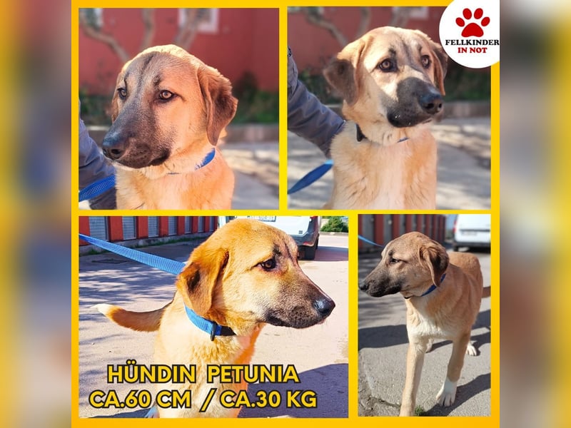Petunia Kangal Mischling Hündin Junghund sucht Zuhause oder Pflegestelle