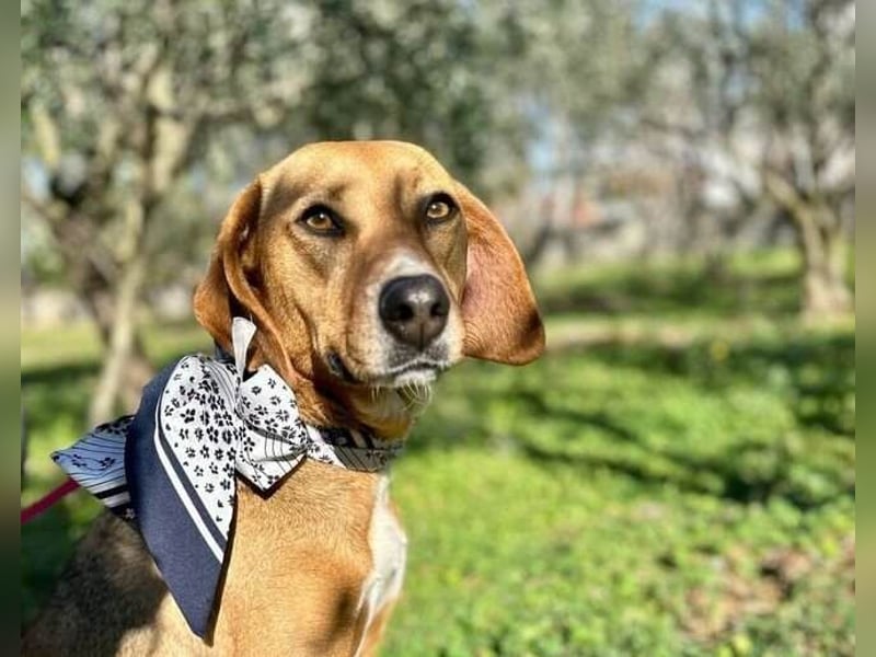 Moni Jagdhund Mischlingshündin Mischling Hündin sucht Zuhause für immer