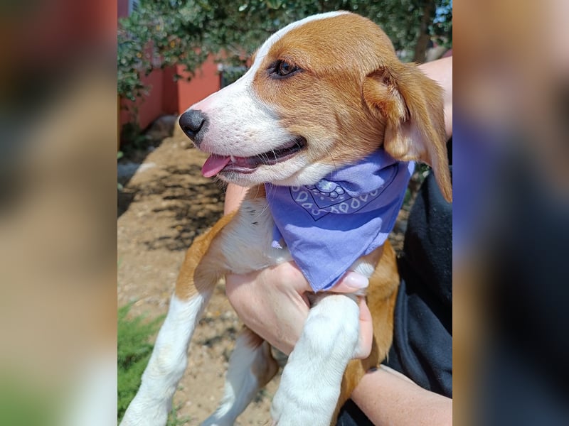 Coralina Welpe Jagdhund Mischling Hündin Junghund sucht Zuhause oder Pflegestelle