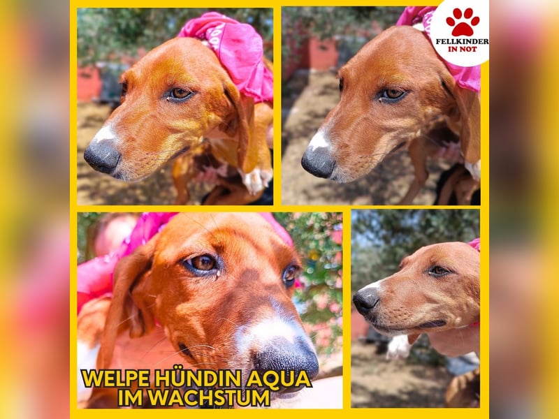 Aqua Welpe Jagdhund Mischling Hündin sucht Zuhause oder Pflegestelle