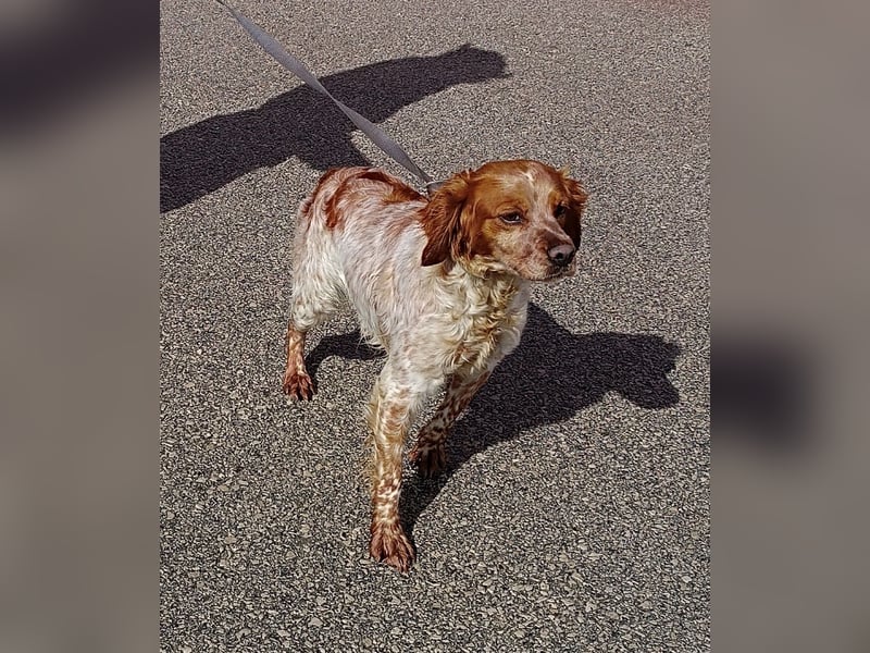 Gracie Mischling Hündin Bretone Jagdhund sucht Zuhause oder Pflegestelle