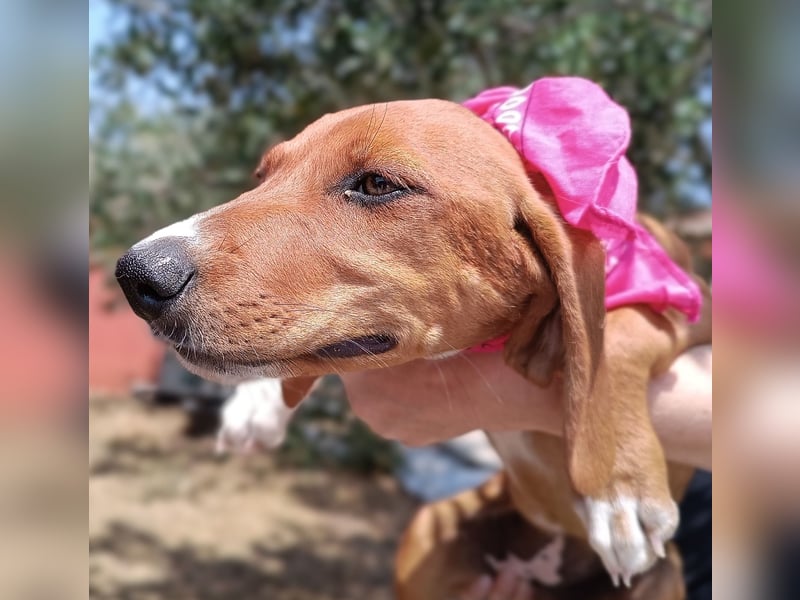 Aqua Welpe Jagdhund Mischling Hündin sucht Zuhause oder Pflegestelle