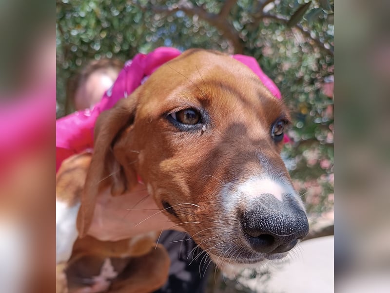 Aqua Welpe Jagdhund Mischling Hündin sucht Zuhause oder Pflegestelle