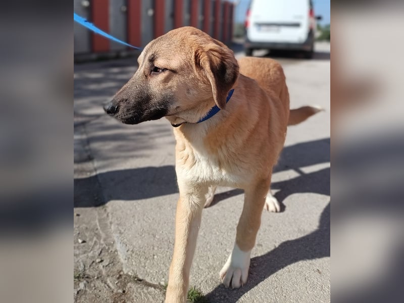 Petunia Kangal Mischling Hündin Junghund sucht Zuhause oder Pflegestelle