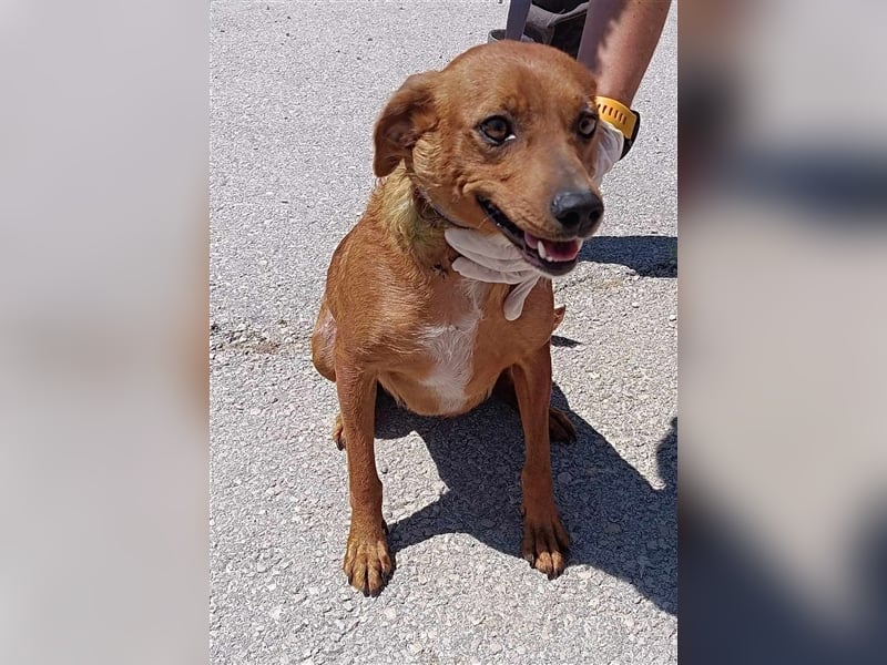 Lara Mischlingshund Mischling Hündin sucht Zuhause oder Pflegestelle