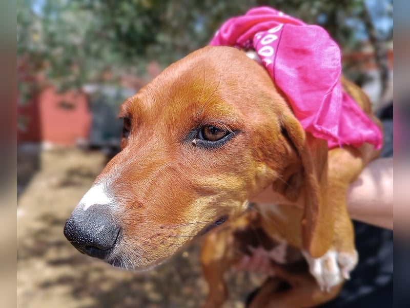 Aqua Welpe Jagdhund Mischling Hündin sucht Zuhause oder Pflegestelle