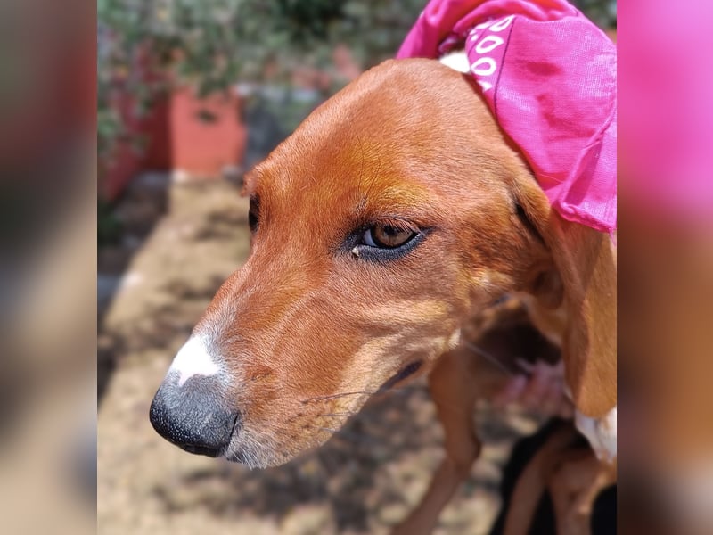 Aqua Welpe Jagdhund Mischling Hündin sucht Zuhause oder Pflegestelle