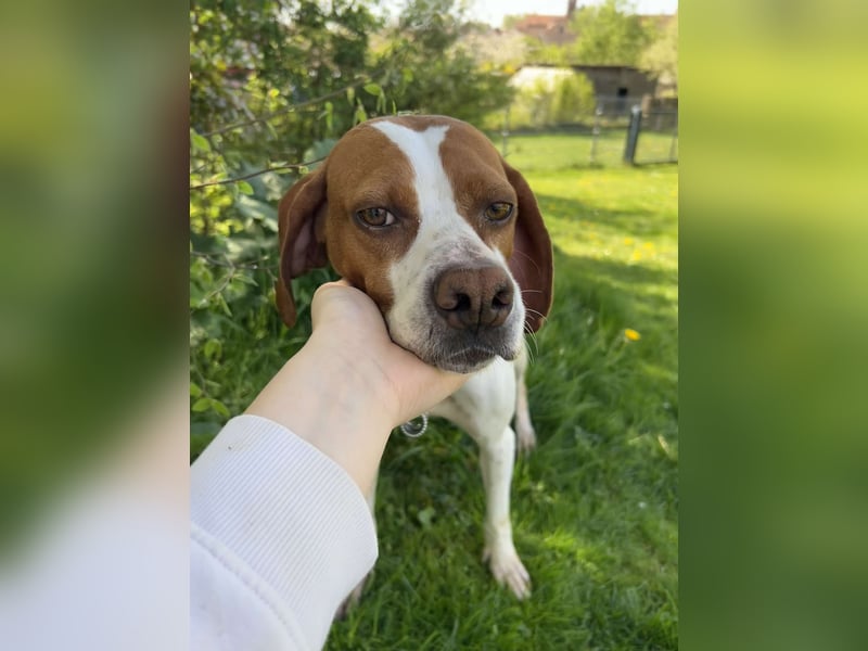 Lotta aktive Pointer Mischlingshündin Mischling Hündin sucht Zuhause für immer