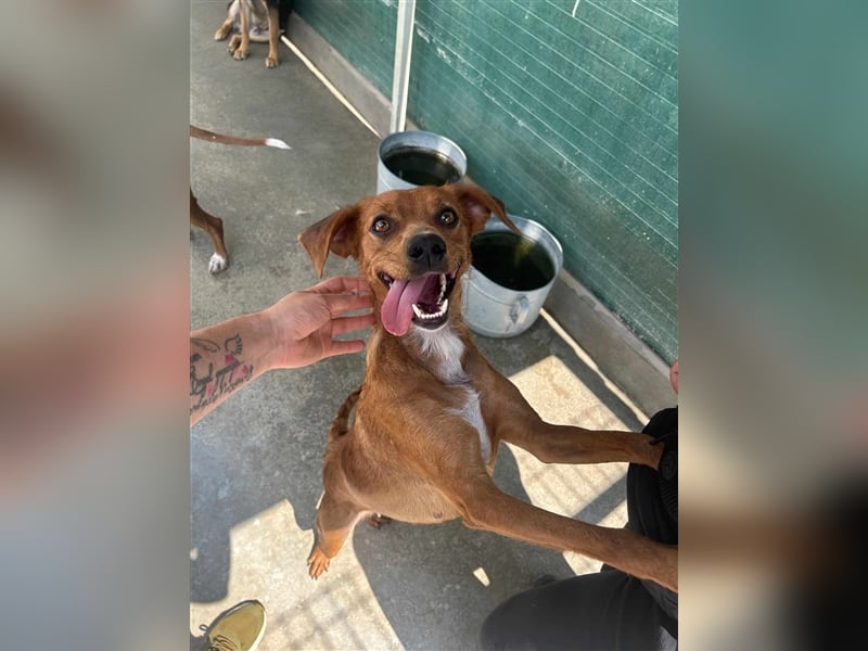 Lara Mischlingshund Mischling Hündin sucht Zuhause oder Pflegestelle