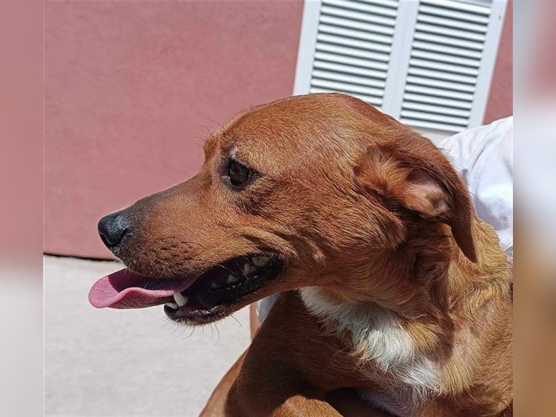 Lara Mischlingshund Mischling Hündin sucht Zuhause oder Pflegestelle