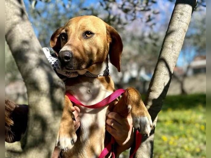Moni Jagdhund Mischlingshündin Mischling Hündin sucht Zuhause für immer