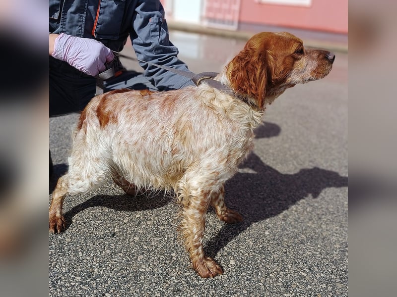 Gracie Mischling Hündin Bretone Jagdhund sucht Zuhause oder Pflegestelle