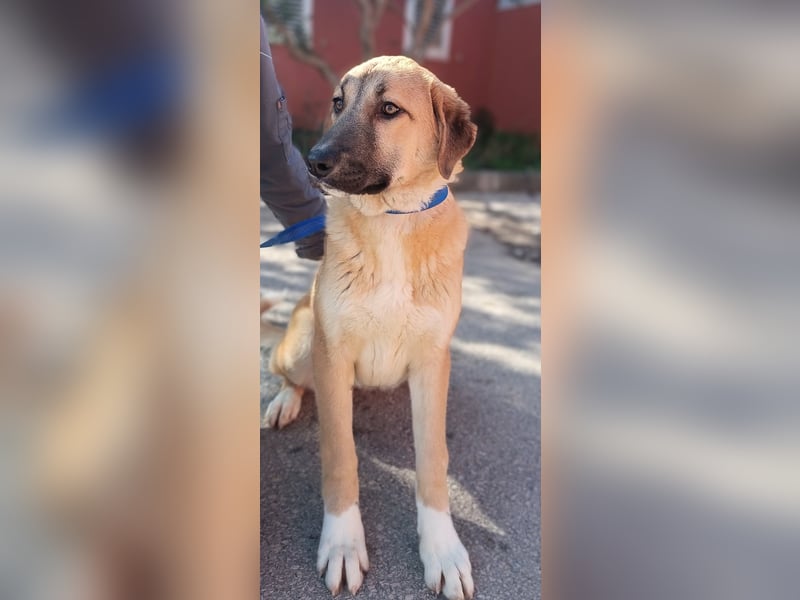 Petunia Kangal Mischling Hündin Junghund sucht Zuhause oder Pflegestelle