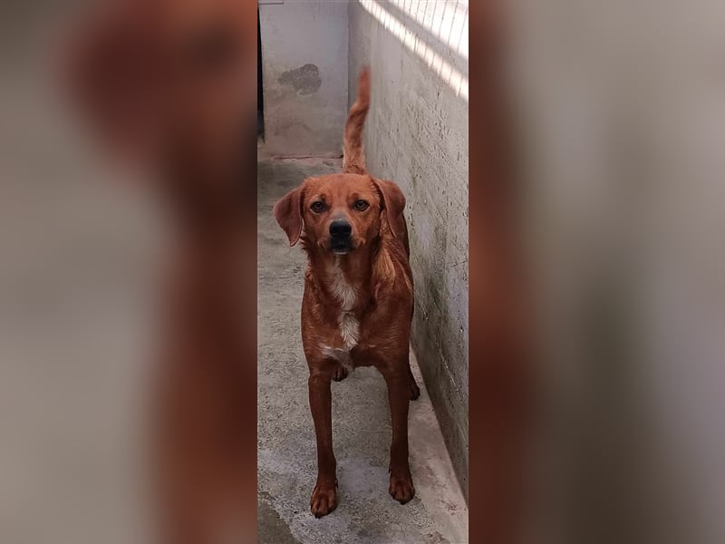 Lara Mischlingshund Mischling Hündin sucht Zuhause oder Pflegestelle