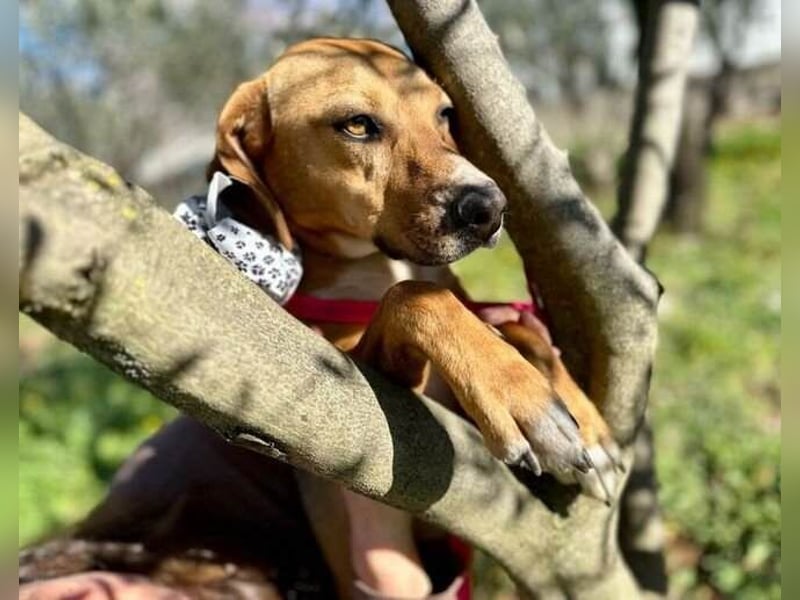 Moni Jagdhund Mischlingshündin Mischling Hündin sucht Zuhause für immer