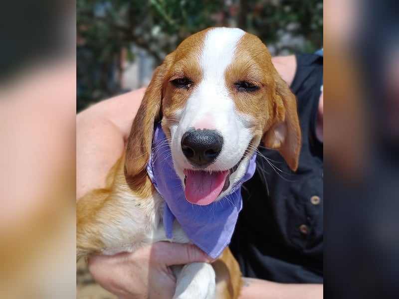 Coralina Welpe Jagdhund Mischling Hündin Junghund sucht Zuhause oder Pflegestelle