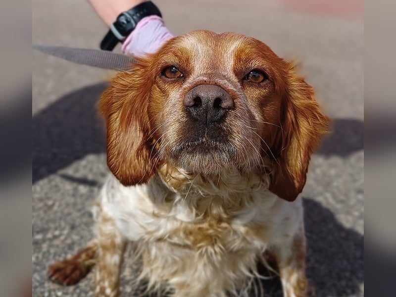 Gracie Mischling Hündin Bretone Jagdhund sucht Zuhause oder Pflegestelle