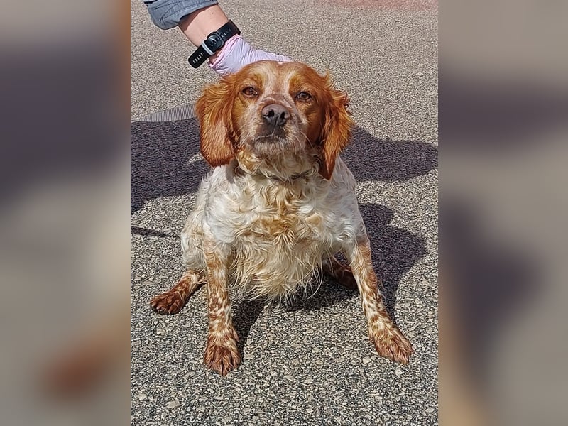 Gracie Mischling Hündin Bretone Jagdhund sucht Zuhause oder Pflegestelle