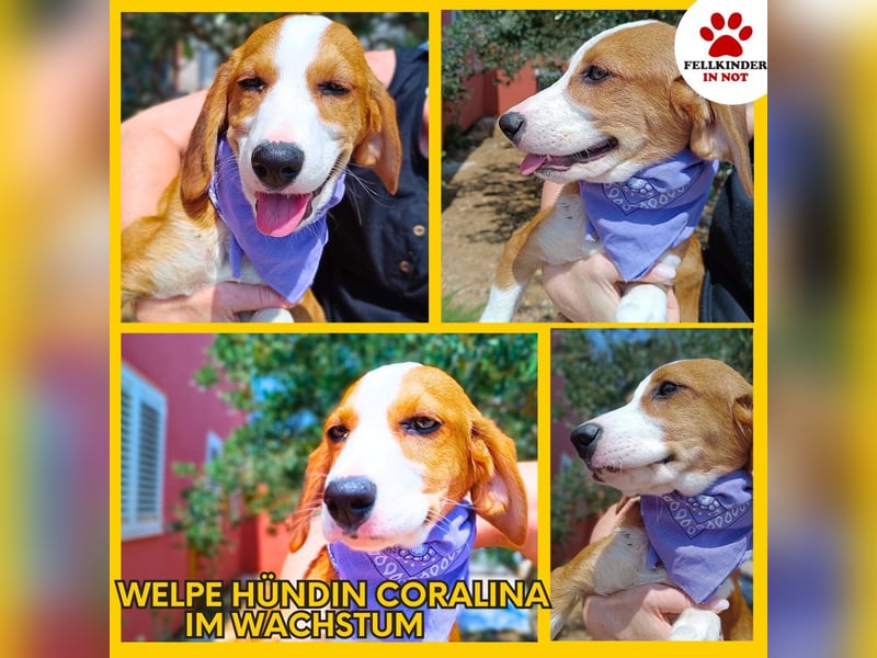 Coralina Welpe Jagdhund Mischling Hündin Junghund sucht Zuhause oder Pflegestelle