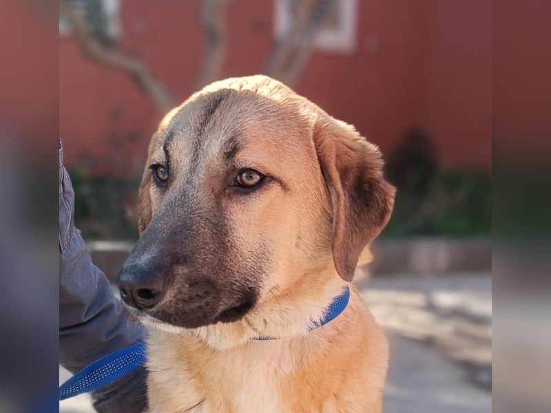 Petunia Kangal Mischling Hündin Junghund sucht Zuhause oder Pflegestelle