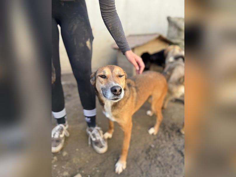 Bella - liebevolle und super verträgliche Hündin sucht Zuhause