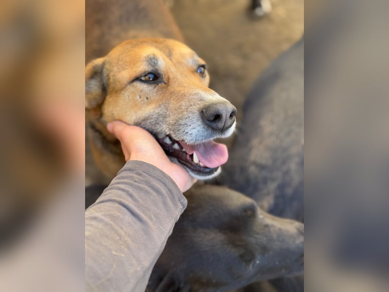 Bella - liebevolle und super verträgliche Hündin sucht Zuhause