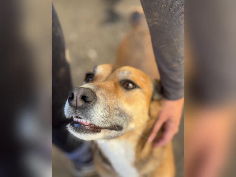 Bella - liebevolle und super verträgliche Hündin sucht Zuhause