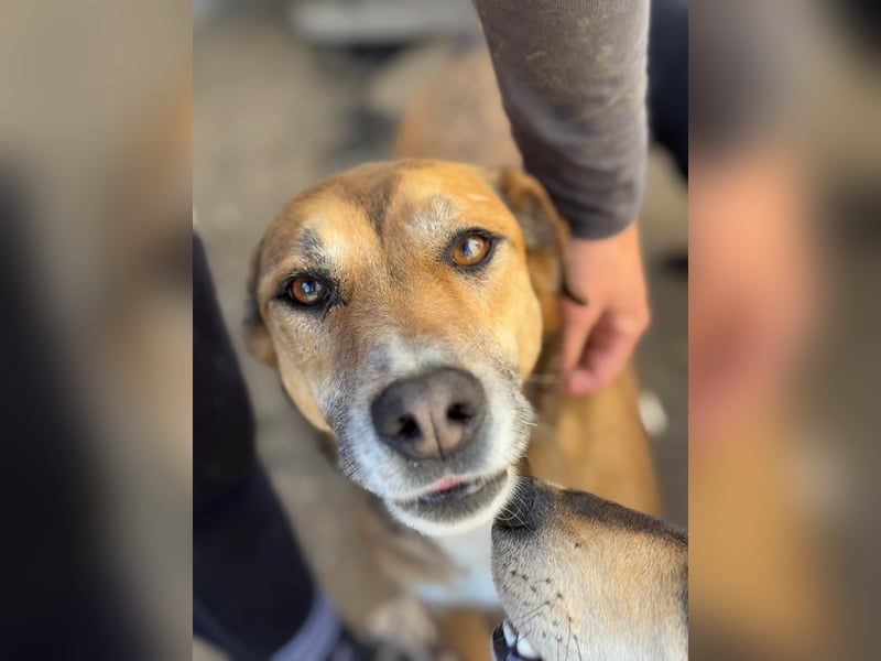 Bella - liebevolle und super verträgliche Hündin sucht Zuhause