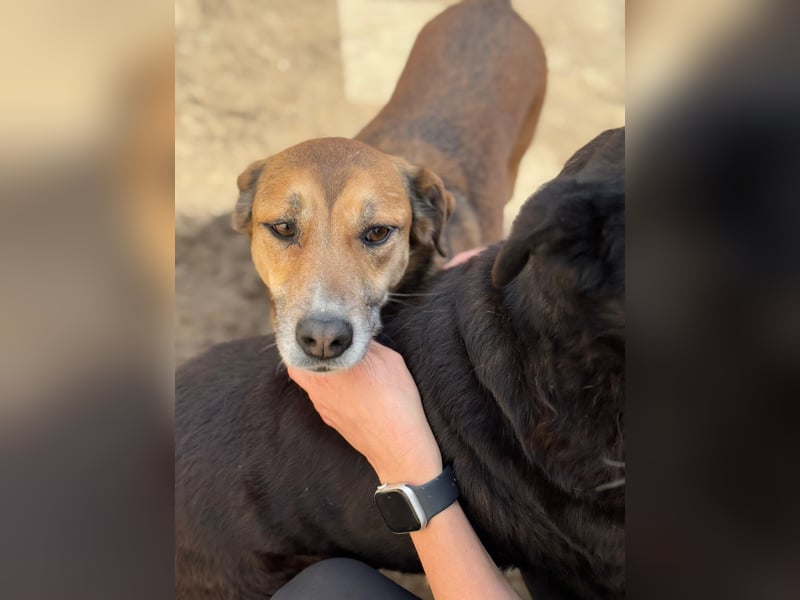 Bella - liebevolle und super verträgliche Hündin sucht Zuhause