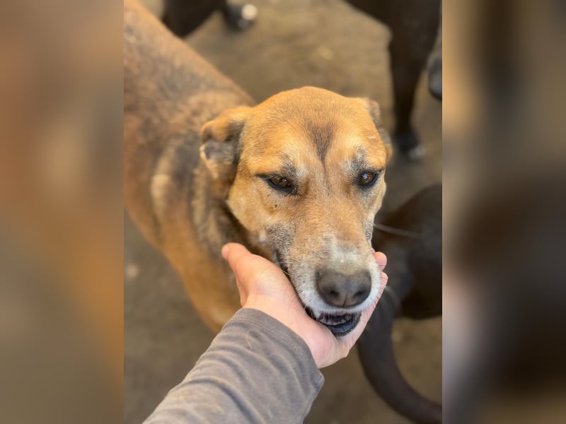 Bella - liebevolle und super verträgliche Hündin sucht Zuhause