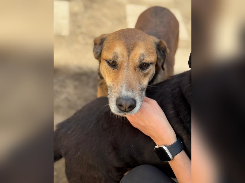 Bella - liebevolle und super verträgliche Hündin sucht Zuhause